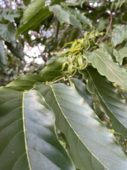 Cananga