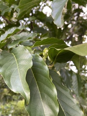 Cananga