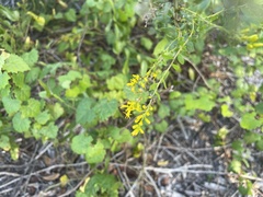 Solidago chapmanii