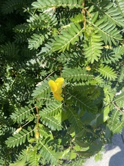 Tribulus cistoides