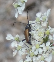 Lepturini