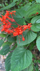 Clerodendrum