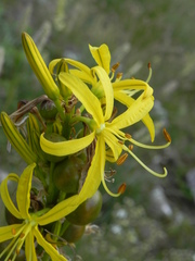 Asphodeline lutea