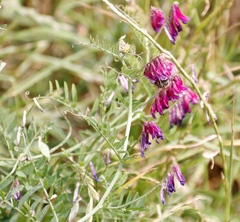 Vicia eriocarpa