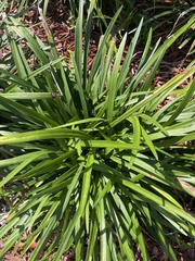 Agave decipiens