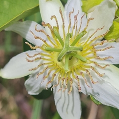 Passiflora haematostigma