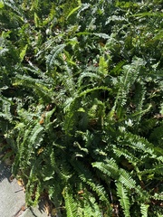 Nephrolepis cordifolia