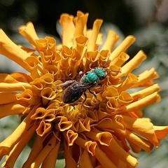 Augochlora