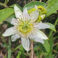 Passiflora haematostigma