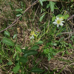 Passiflora haematostigma