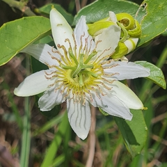 Passiflora haematostigma