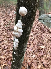 Reticularia lycoperdon