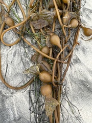 Laminariaceae