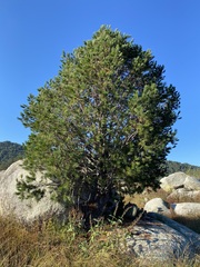 Pinus cembroides lagunae