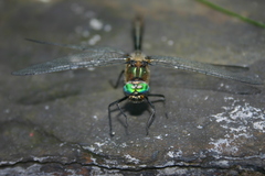 Corduliidae