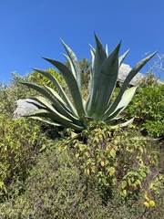 Agave aurea