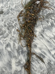 Laminariaceae