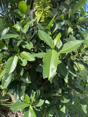 Ficus aurea