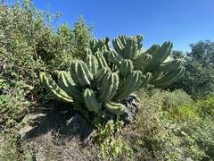 Myrtillocactus cochal