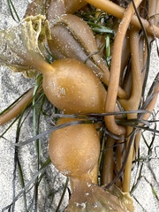 Laminariaceae
