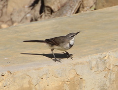 Motacilla capensis capensis