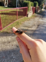 Vanessa atalanta