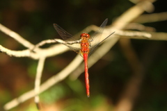 Sympetrum rubicundulum