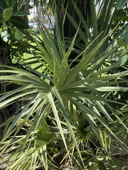 Serenoa repens
