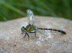 Stylogomphus albistylus