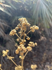 Sida cordifolia