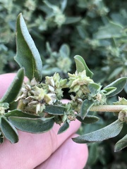 Atriplex prostrata