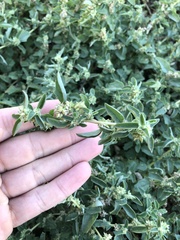 Atriplex prostrata