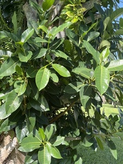 Ficus citrifolia