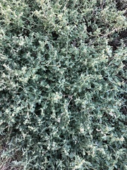 Atriplex prostrata