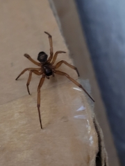 Steatoda nobilis