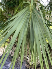 Sabal palmetto