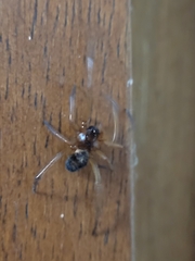 Steatoda nobilis