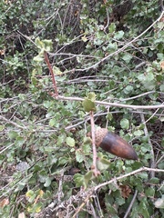 Quercus agrifolia