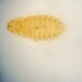 Poultry Shaft Louse - Photo (c) froceps, some rights reserved (CC BY-NC)