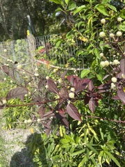 Alternanthera brasiliana