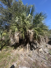 Sabal palmetto