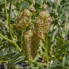 Astragalus oophorus