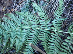 Dryopteris sandwicensis
