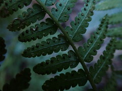Dryopteris sandwicensis
