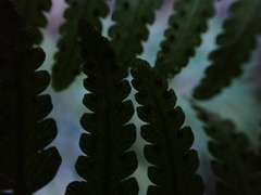 Dryopteris sandwicensis