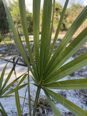 Sabal palmetto