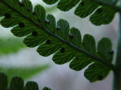 Dryopteris sandwicensis