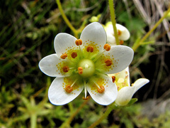 Saxifraga aspera