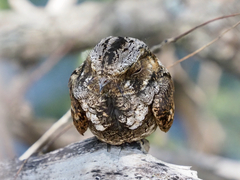 Antrostomus vociferus