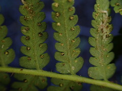 Dryopteris sandwicensis